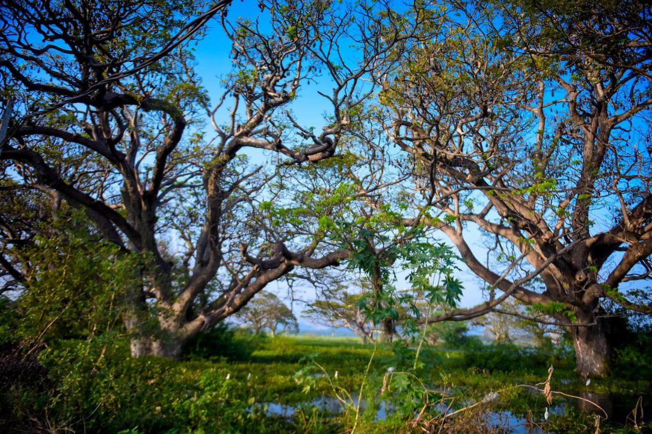Tissa Rainbow Guest & Yala Hotel Tissamaharama Kültér fotó
